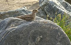 Water Thick-knee